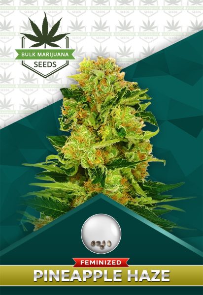 Pineapple Haze Feminized Marijuana Seeds