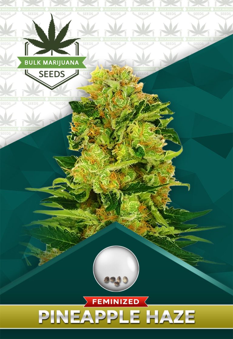 Pineapple Haze Feminized Marijuana Seeds