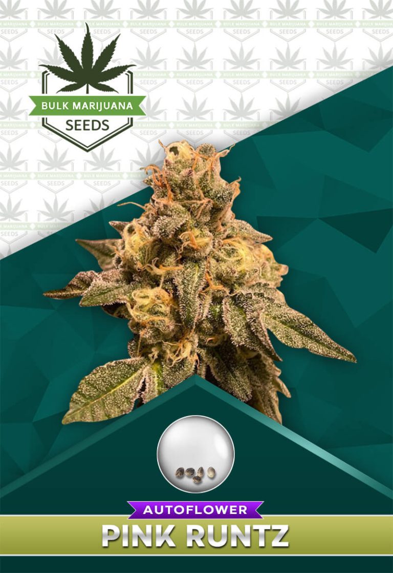 Pink Runtz Strain Autoflowering