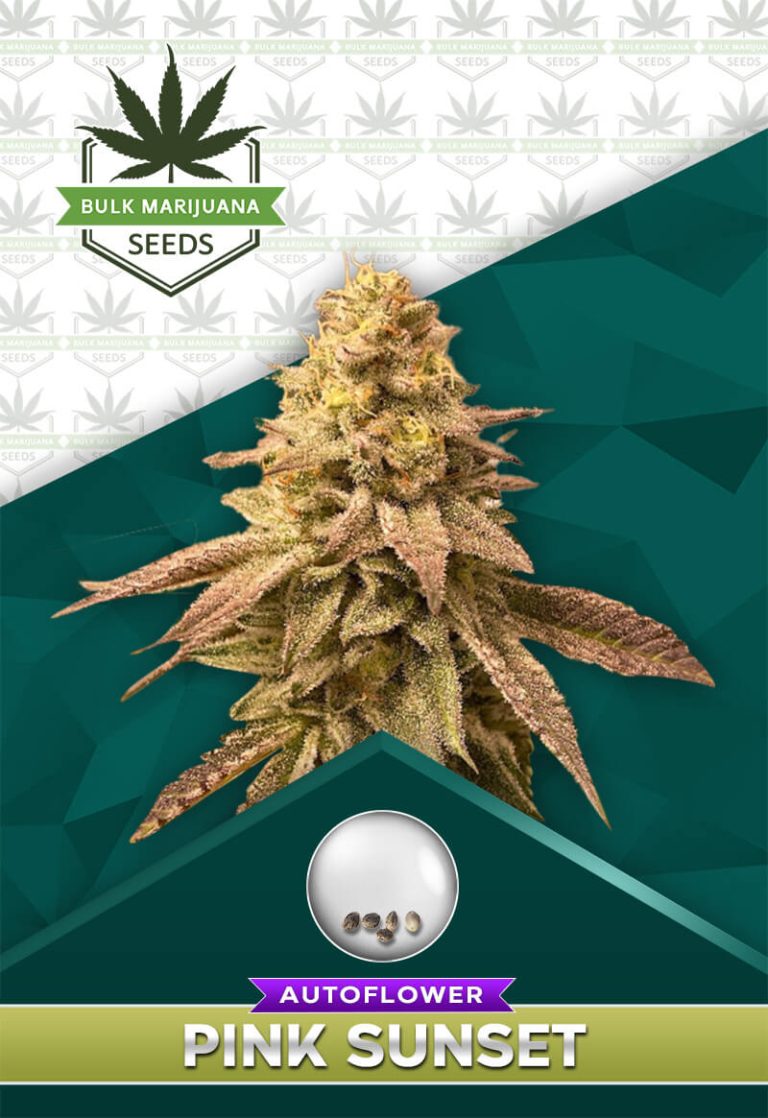 Pink Sunset Strain Autoflowering