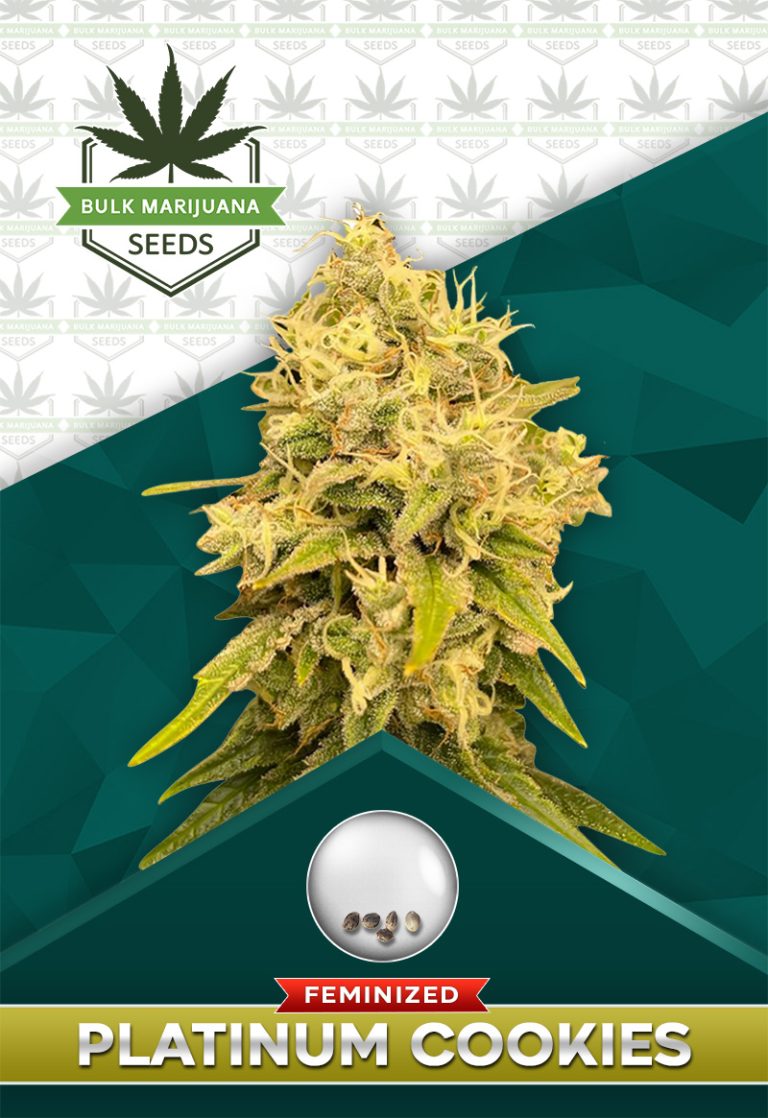 Platinum Cookies Strain Feminized Marijuana Seeds