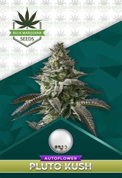 Pluto Kush Autoflowering