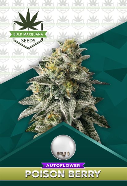 Poison Berry Strain Autoflowering