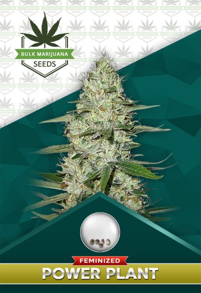 Power Plant Strain Feminized Marijuana Seeds