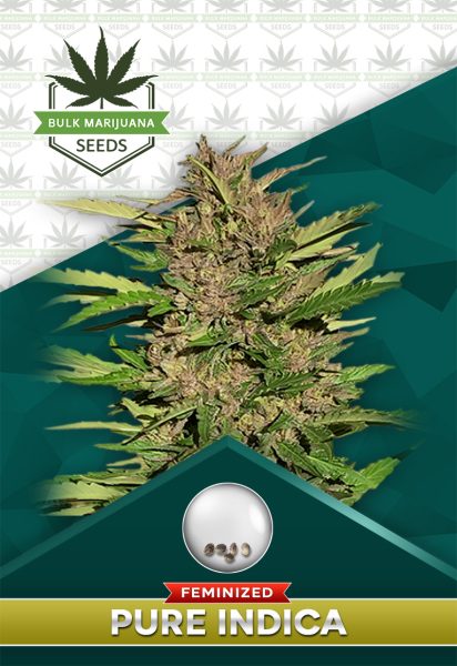 Pure Indica Strain Feminized Marijuana Seeds