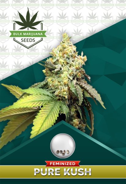 Pure Kush Feminized Marijuana Seeds