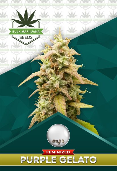 Purple Gelato Strain Feminized Marijuana Seeds