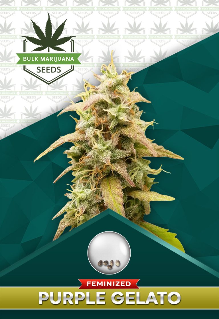 Purple Gelato Strain Feminized Marijuana Seeds
