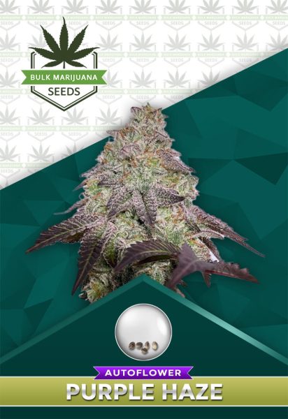 Purple Haze Autoflowering