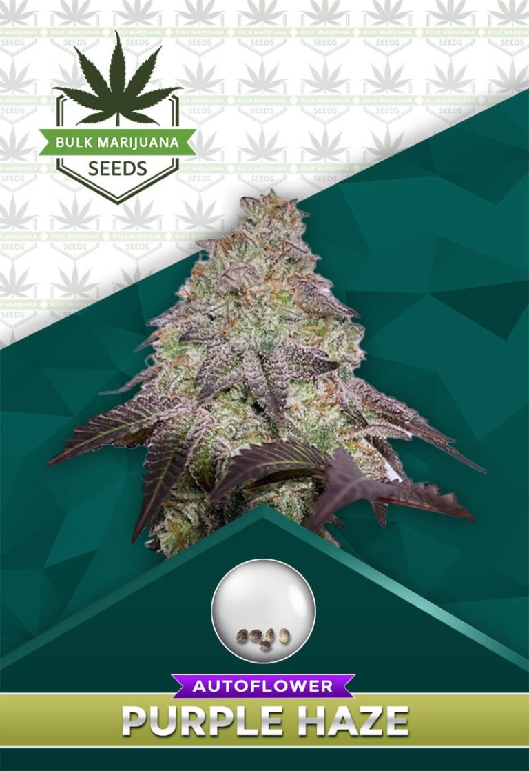 Purple Haze Autoflowering