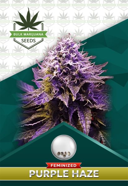 Purple Haze Feminized Marijuana Seeds