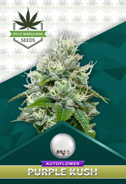 Purple Kush Autoflowering