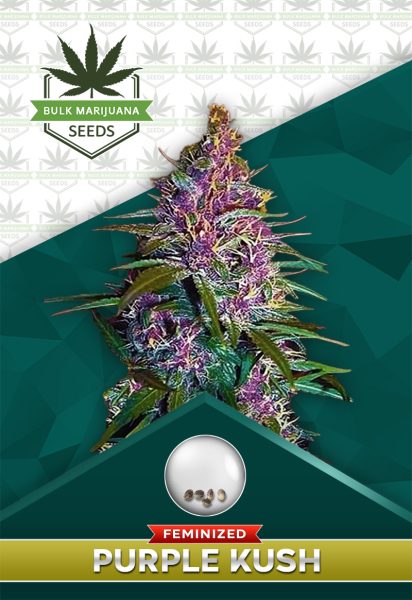 Purple Kush Feminized Marijuana Seeds