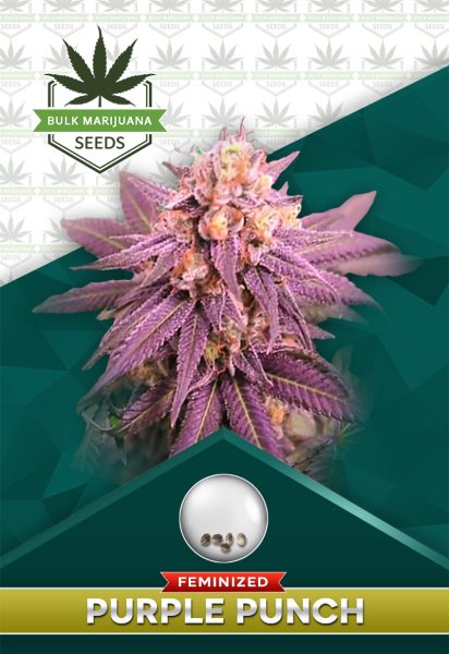 Purple Punch Strain Feminized Marijuana Seeds 