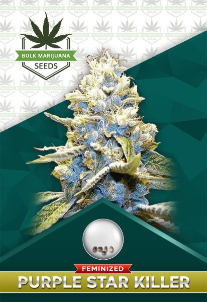 Purple Star Killer Strain Feminized Marijuana Seeds