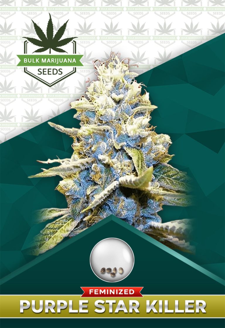 Purple Star Killer Strain Feminized Marijuana Seeds