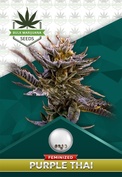 Purple Thai Strain Feminized Marijuana Seeds