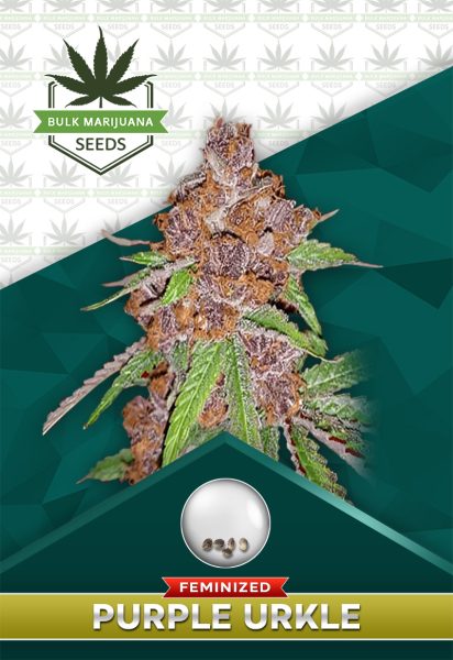 Purple Urkle Strain Feminized Marijuana Seeds