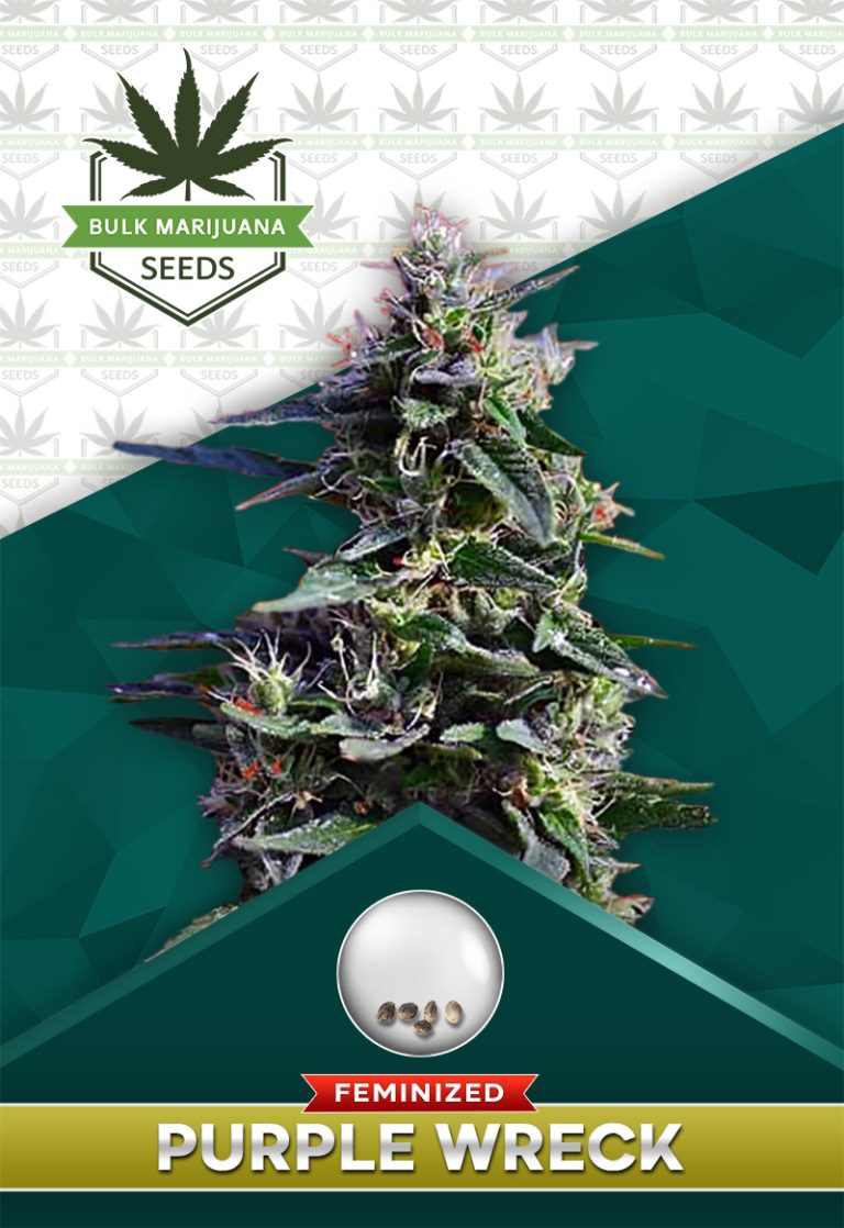 Purple Wreck Strain Feminized Marijuana Seeds