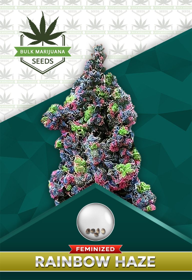 Rainbow Haze Feminized Marijuana Seeds