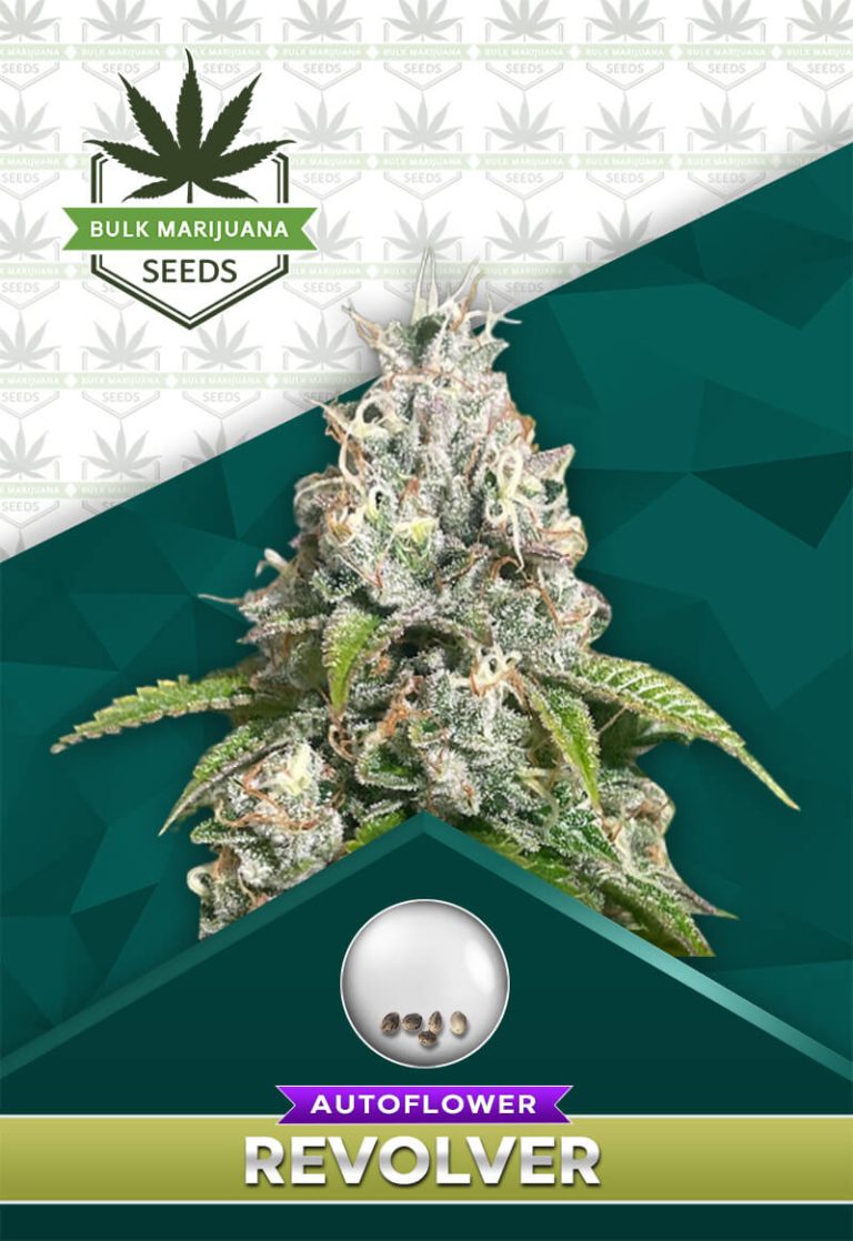 Revolver Strain Autoflower
