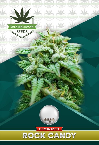 Rock Candy Strain Feminized Marijuana Seeds