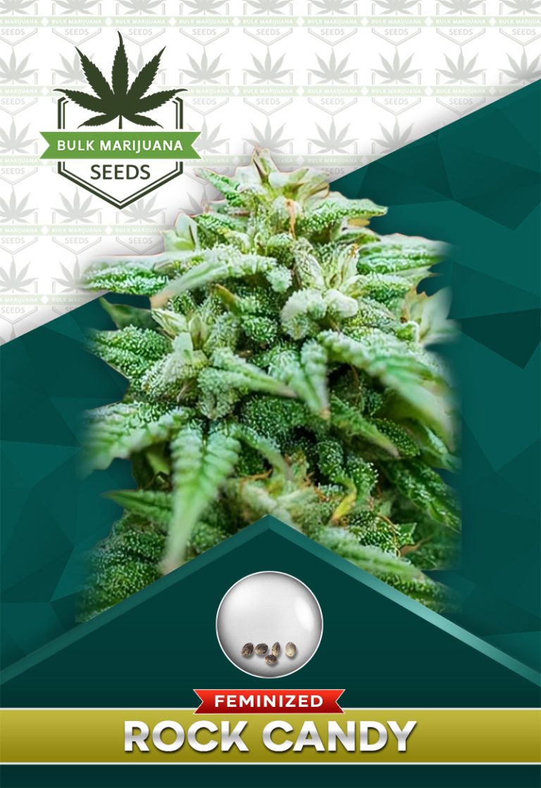 Rock Candy Strain Feminized Marijuana Seeds