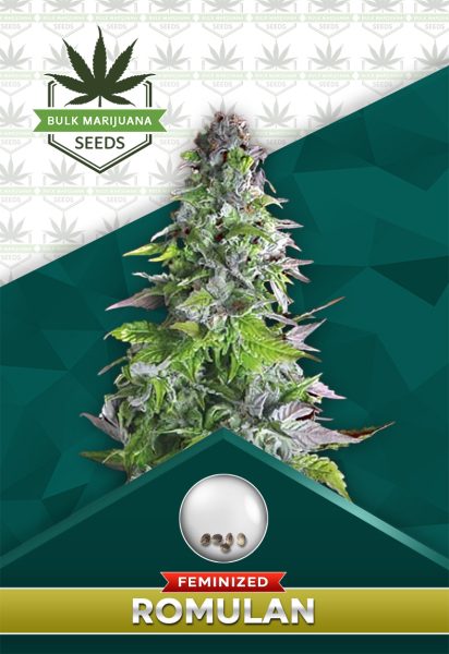 Romulan Strain Feminized Marijuana Seeds