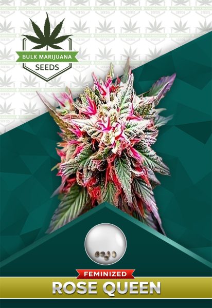 Rose Queen Strain Feminized Marijuana Seeds