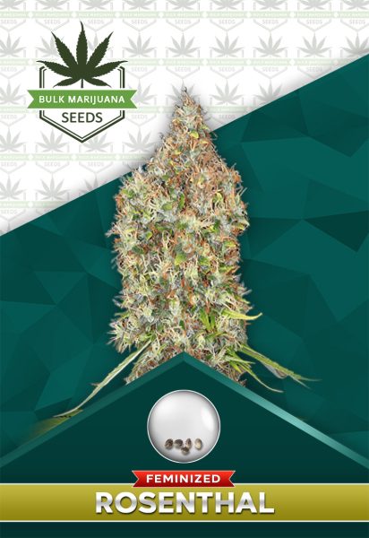 Rosenthal Strain Feminized Marijuana Seeds