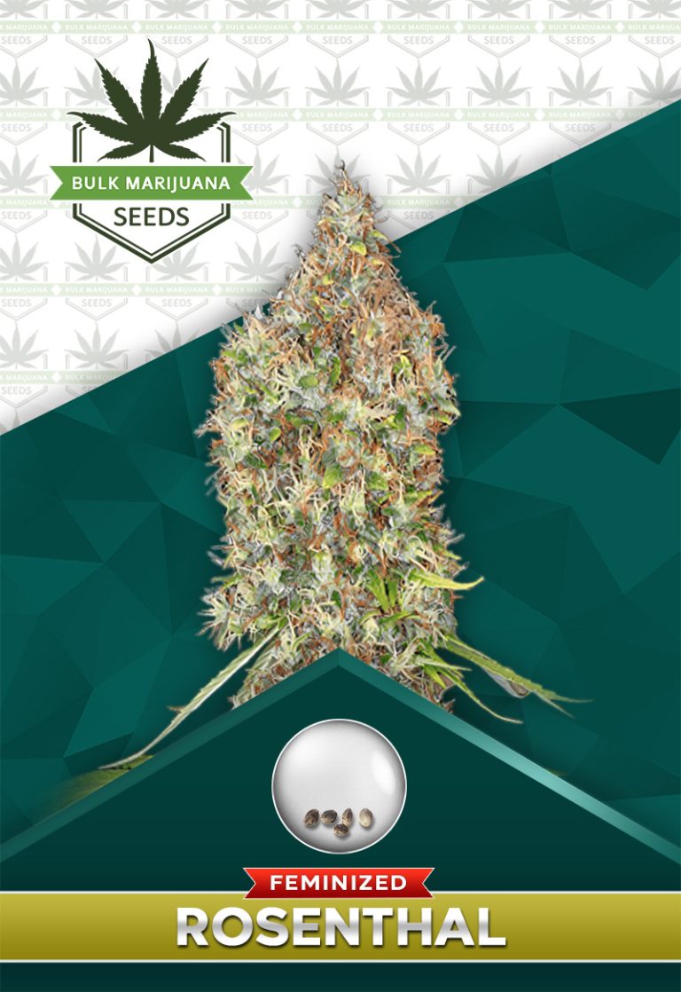 Rosenthal Strain Feminized Marijuana Seeds