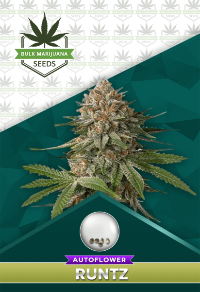 Runtz Strain Autoflower