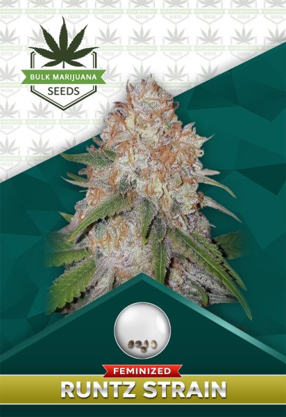 Runtz Strain Feminized Marijuana Seeds