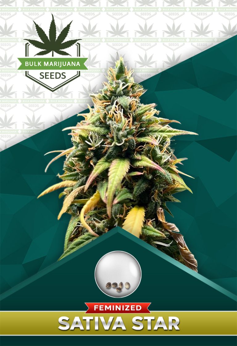 Salted Caramel Strain Feminized Marijuana Seeds