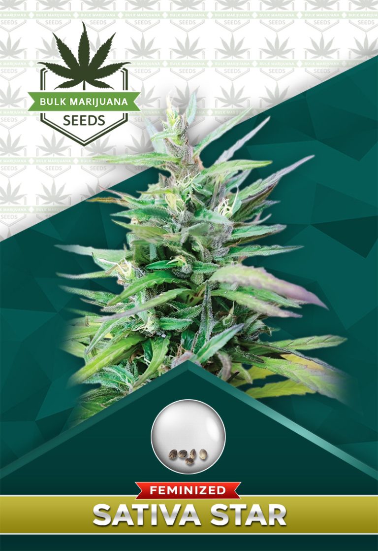 Sativa Star Feminized Marijuana Seeds