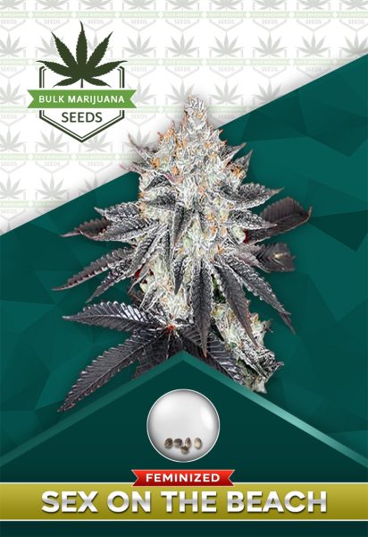 Sex on the Beach Strain Feminized Marijuana Seeds