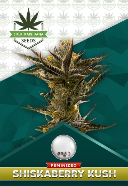 Shiskaberry Kush Feminized Marijuana Seeds