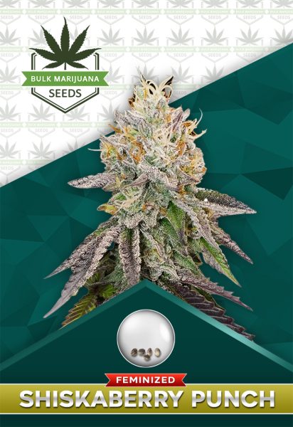 Shiskaberry Punch Strain Feminized Marijuana Seeds