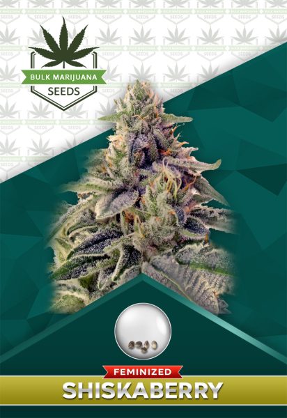 Shiskaberry Strain Feminized Marijuana Seeds