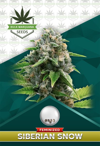 Siberian Snow Strain Feminized Marijuana Seeds