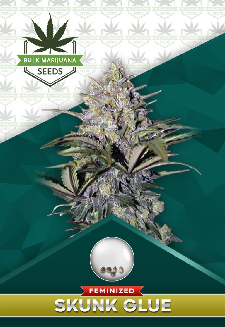 Skunk Glue Strain Feminized Marijuana Seeds