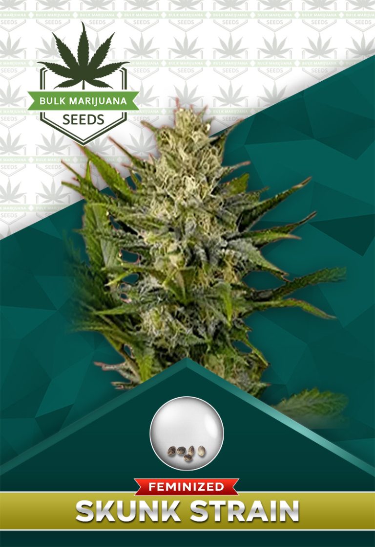 Skunk Strain Feminized Marijuana Seeds