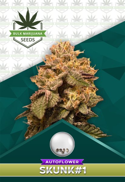 Skunk #1 Strain Autoflower