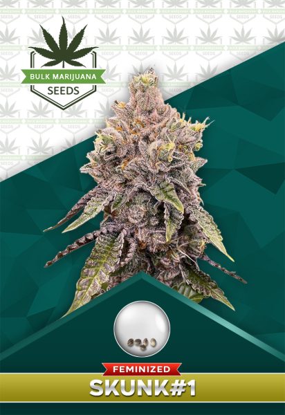 Skunk#1 Strain Feminized Marijuana Seeds