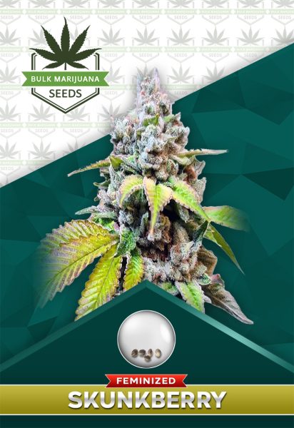 Skunk Berry Strain Feminized Marijuana Seeds