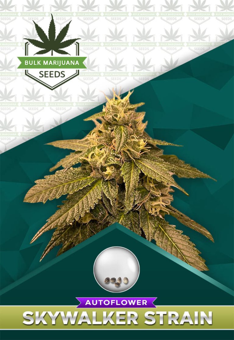 Skywalker Strain Autoflower