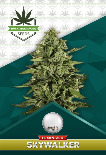 Skywalker Strain Feminized Marijuana Seeds