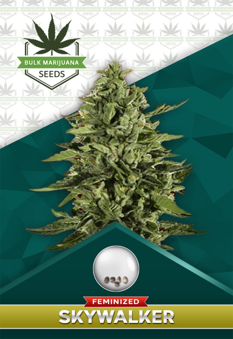 Skywalker Strain Feminized Marijuana Seeds