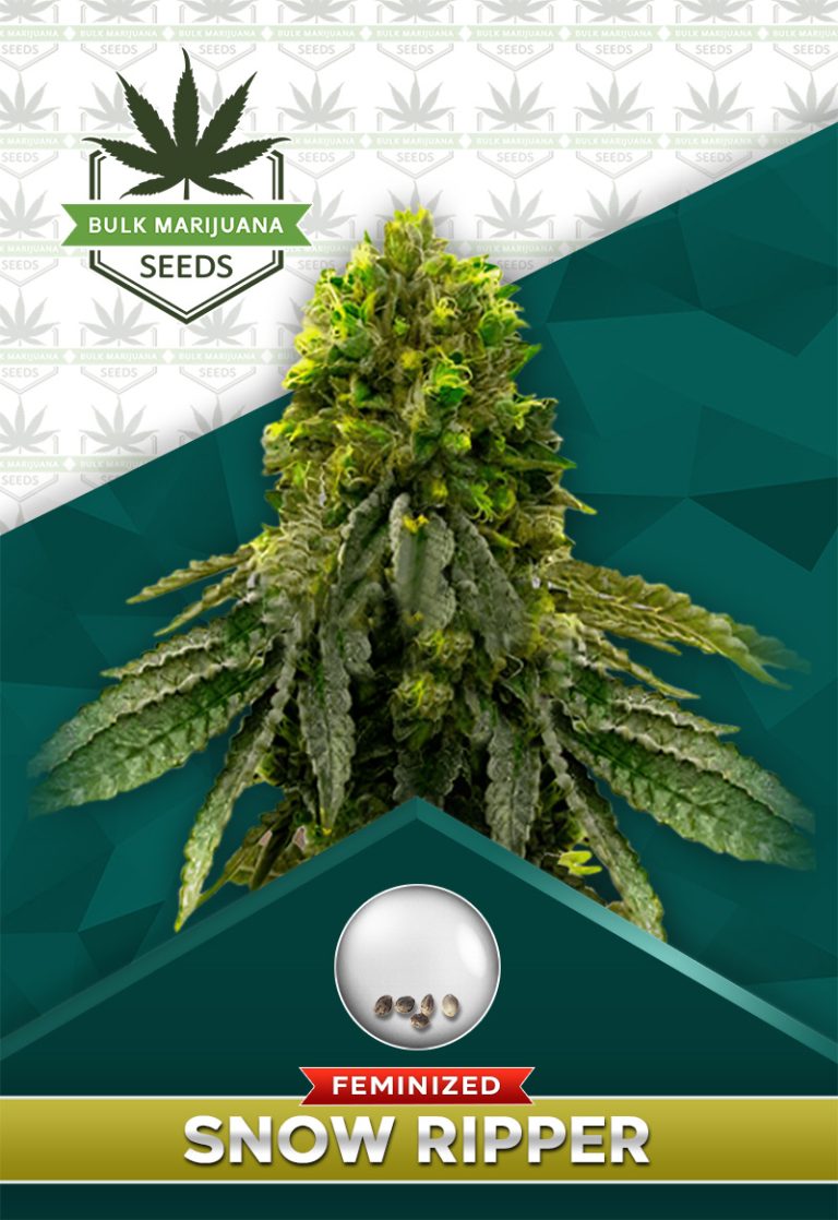 Snow Ripper Strain Feminized Marijuana Seeds