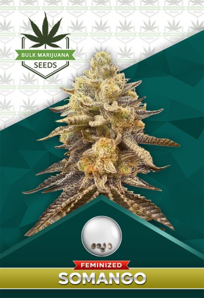 Somango Strain Feminized Marijuana Seeds